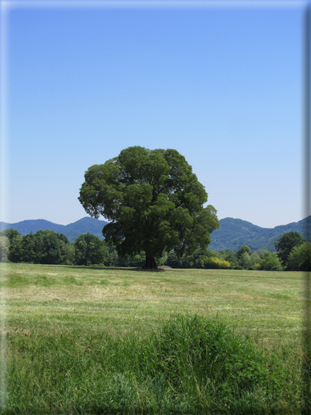 foto Paesaggi Collinari in Primavera